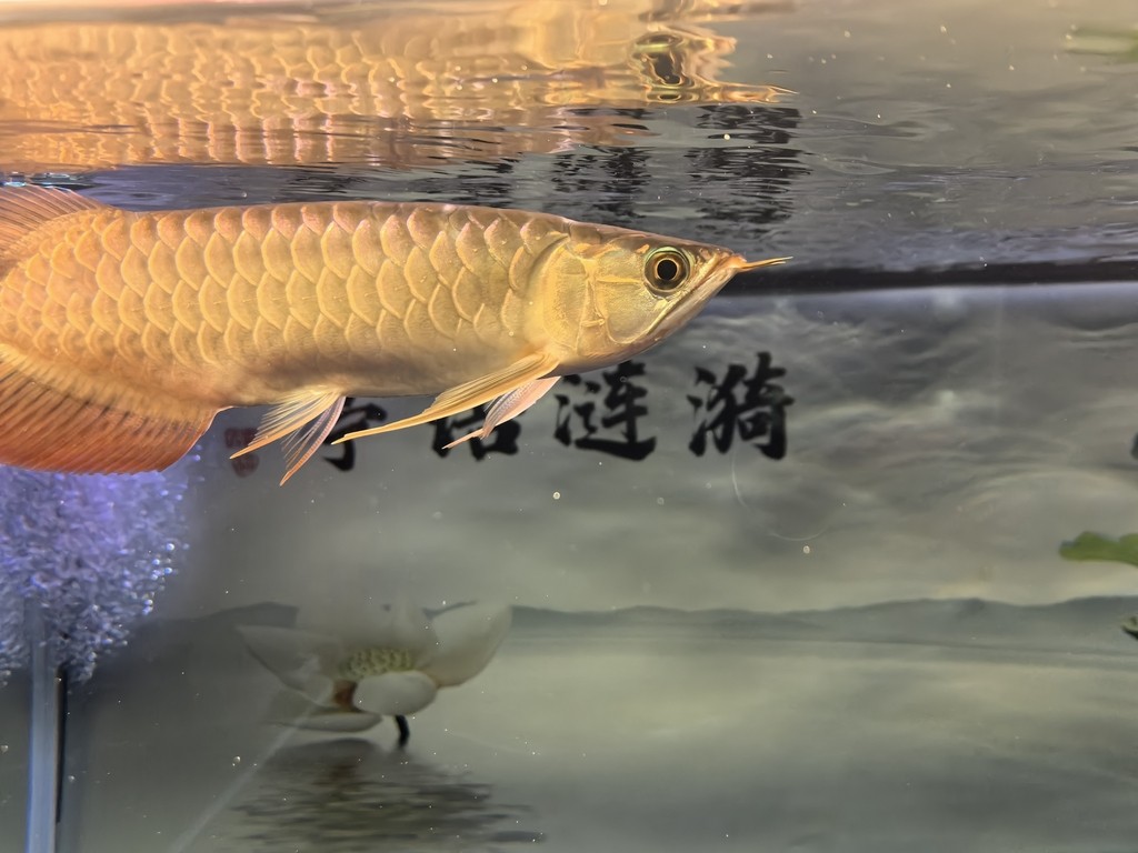 滿一年了