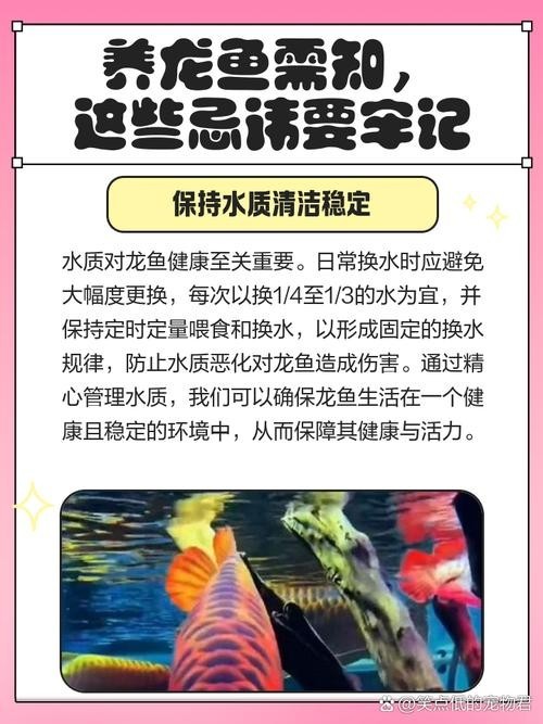 龍魚和什么魚養(yǎng)合適
