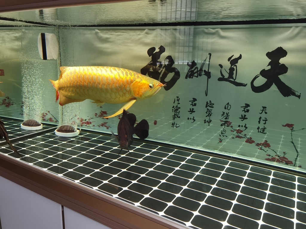 觀賞魚缸的換水步驟和注意事項：觀賞魚缸換水步驟及注意事項