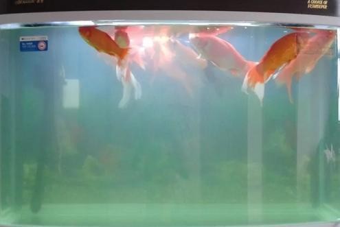 廊坊市安次區西昌路魚之語水族店（廊坊魚療24小時）
