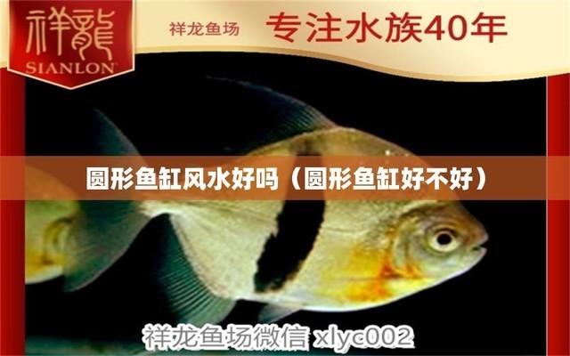 龍魚缸品牌哪個好（龍魚缸品牌選擇）