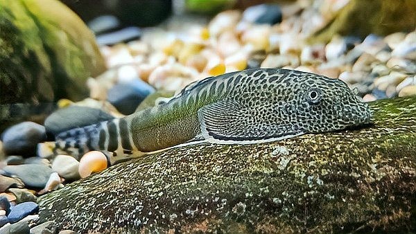 雷龍魚和什么清潔魚