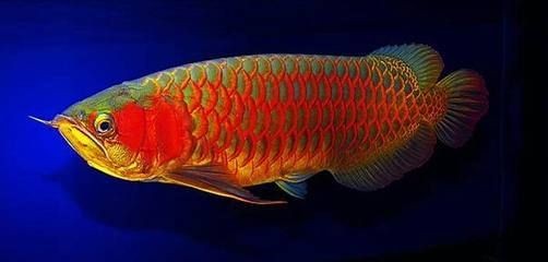 龍魚協會副會長：龍魚協會副會長的主要職責