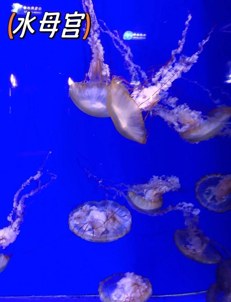 青島水族館和海底世界哪個好玩