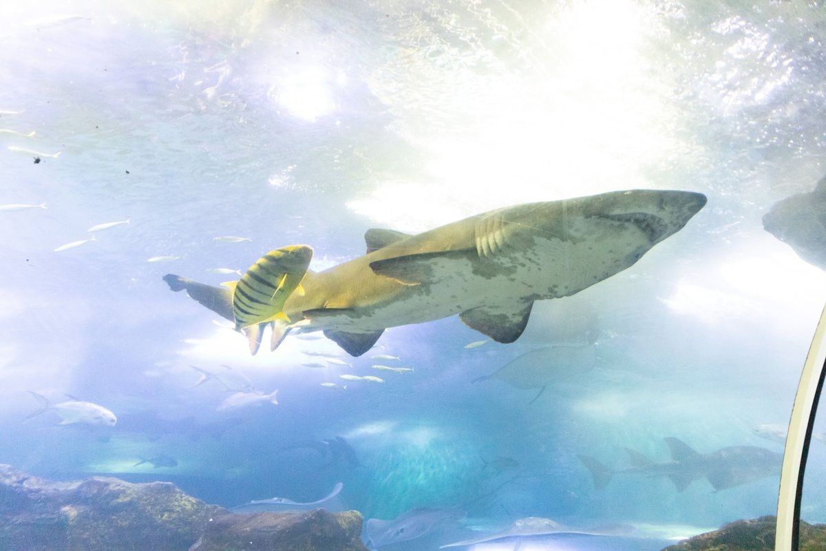 青島水族館和海底世界哪個好玩