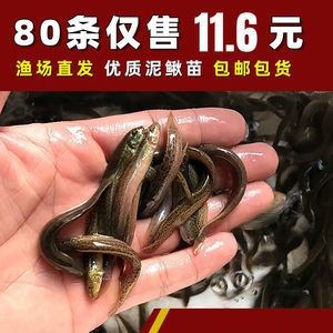 45公分的紅龍魚一天喂多少泥鰍飼料呢（知乎專欄:紅龍魚的喂養與食物）