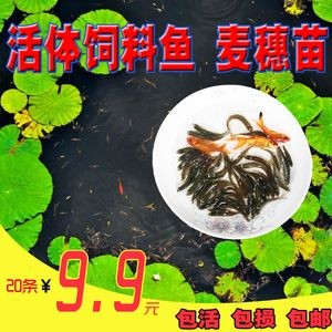 45公分的紅龍魚一天喂多少泥鰍飼料呢（知乎專欄:紅龍魚的喂養與食物）