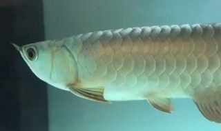銀龍魚彎曲了怎么回事（銀龍魚身體彎曲可能是由哪些因素引起？）