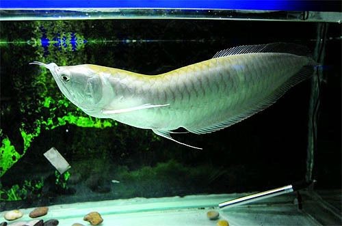 銀龍魚彎曲了怎么回事（銀龍魚身體彎曲可能是由哪些因素引起？）
