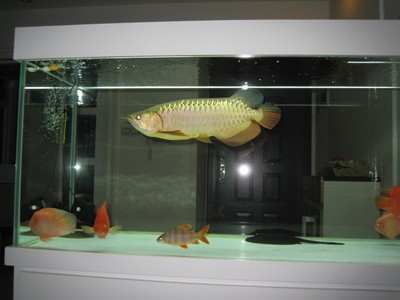 張掖市甘州區美魚水族館（張掖市甘州區美魚水族館電話）