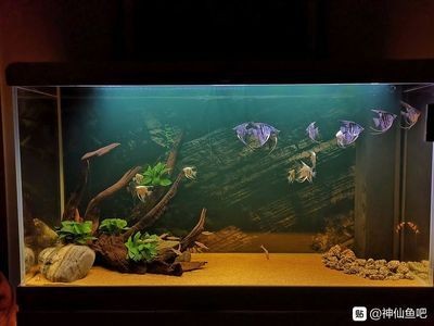 底濾魚缸養(yǎng)燕魚的注意事項(xiàng)：底濾魚缸養(yǎng)燕魚有哪些注意事項(xiàng)？