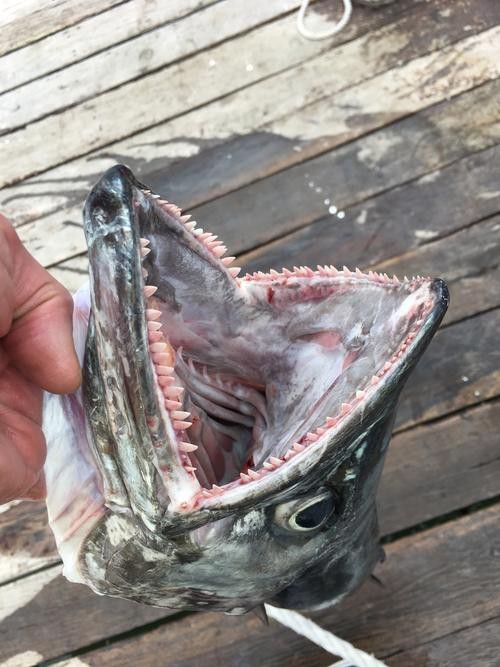 大嘴魚長什么樣子