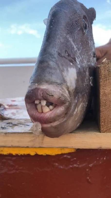 大嘴魚長什么樣子