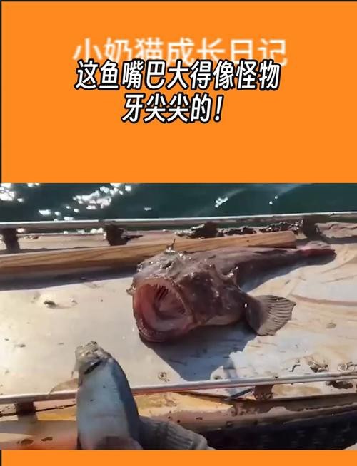 大嘴魚長什么樣子