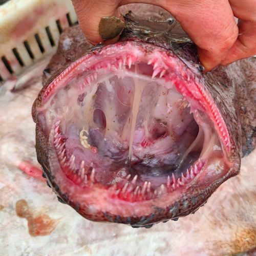 大嘴魚長什么樣子