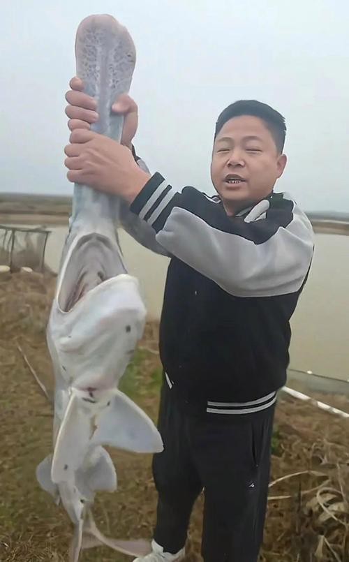大嘴魚長什么樣子