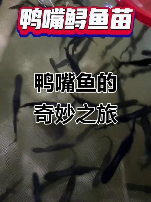 大嘴魚長什么樣子