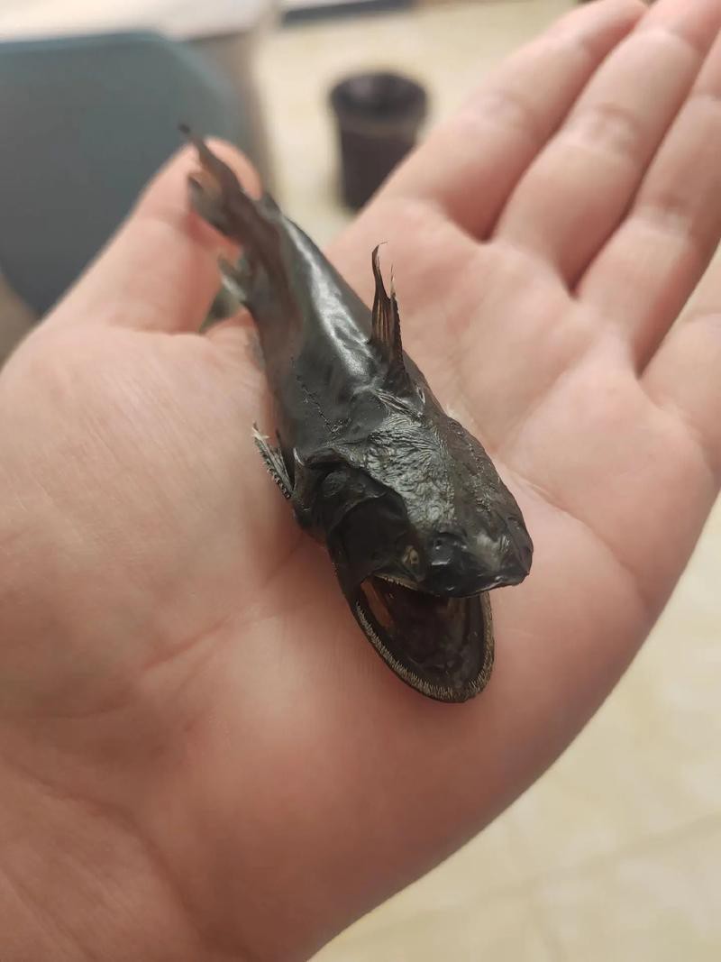 大嘴魚長什么樣子