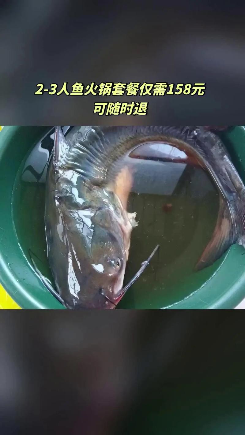 大嘴魚長什么樣子