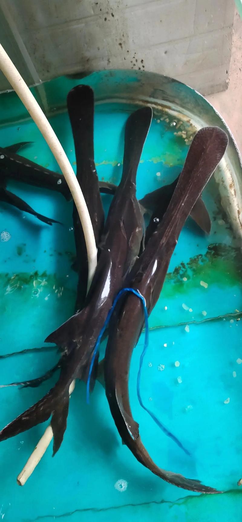 大嘴魚長什么樣子