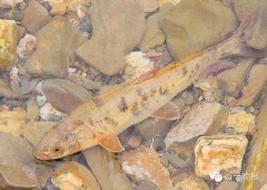 大嘴魚長什么樣子