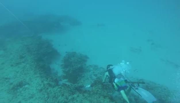 大嘴魚長什么樣子