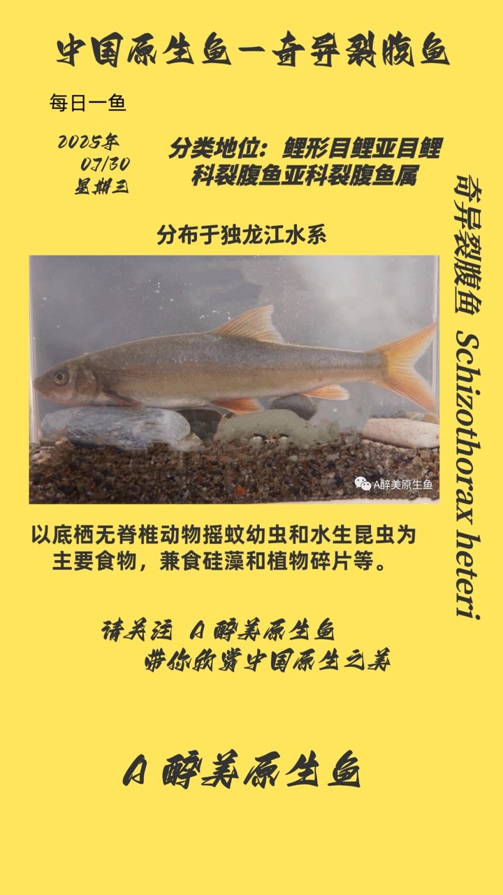 奇異裂腹魚