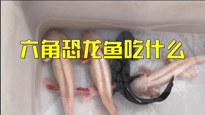 龍魚的價(jià)格范圍是多少？如何鑒別龍魚的真?zhèn)危?，水族箱中觀賞價(jià)值最高的10份龍魚，血紅龍和血紅龍哪個(gè)更珍貴