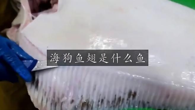 狗仔翅是什么魚