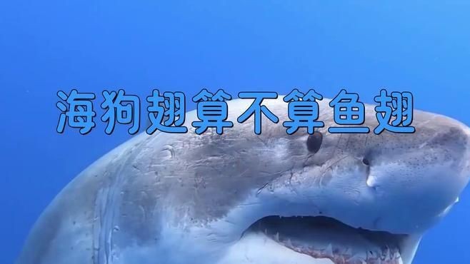 狗仔翅是什么魚