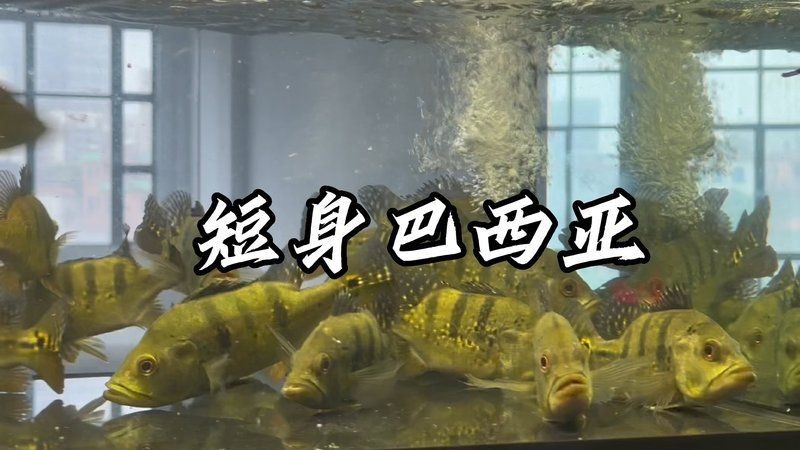 虎魚和巴西亞能混養嗎