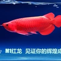 虎魚和巴西亞能混養嗎