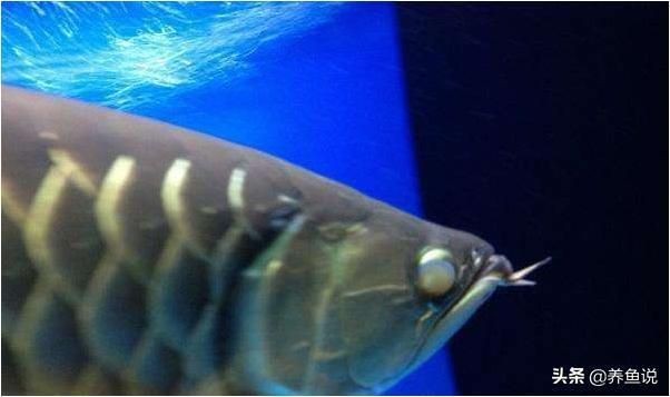 新買的魚入缸后蒙眼可能由以下幾個原因導致：養魚新手常見誤區