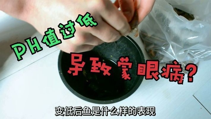 新買的魚入缸后蒙眼可能由以下幾個原因導致：養魚新手常見誤區