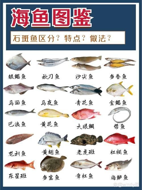 海魚種類圖片大全大圖