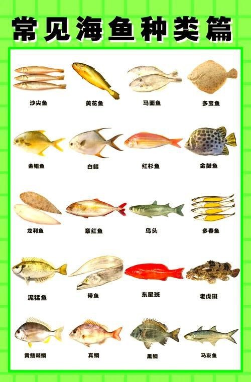 海魚種類圖片大全大圖