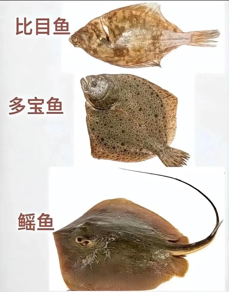 海魚種類圖片大全大圖