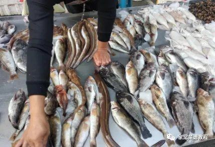 海魚種類圖片大全大圖