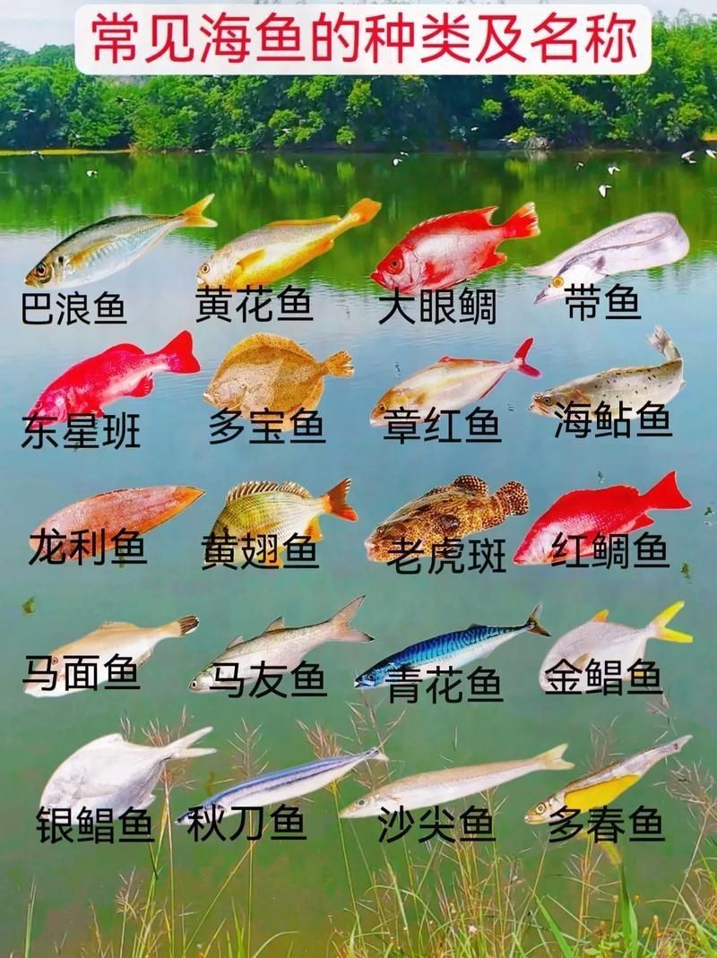 海魚種類圖片大全大圖