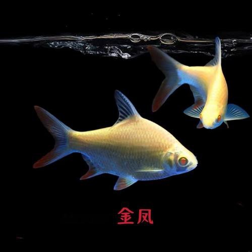 飛鳳魚圖片大全大圖