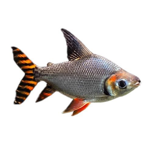飛鳳魚圖片大全大圖
