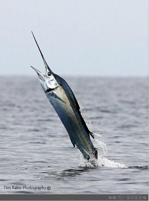 飛鳳魚圖片大全大圖
