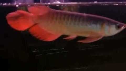 紅龍魚可以跟金龍魚銀龍魚一起養(yǎng)嗎（紅龍魚、金龍魚和銀龍魚混養(yǎng)理論上來說是可以的）