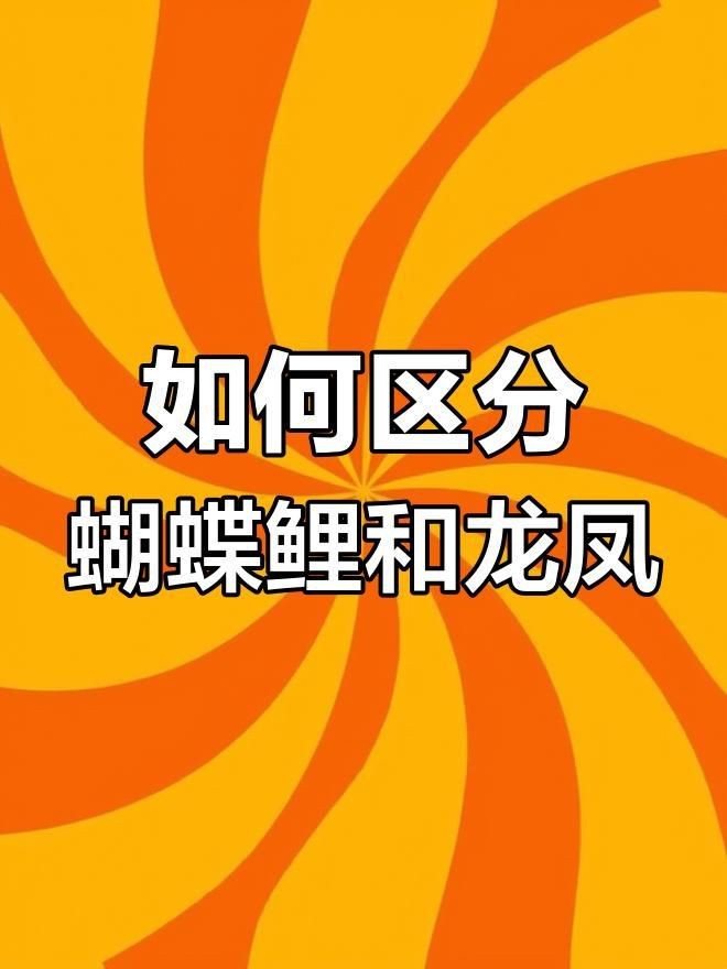 蝴蝶鯉和龍鳳哪個貴