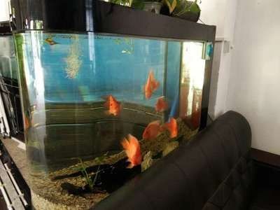 飛鳳魚飼養環境的詳細信息：飛鳳魚飼養環境的詳細信息：關于飛鳳魚飼養環境的詳細信息