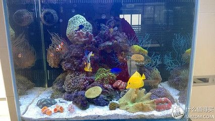 海水純魚(yú)缸造景圖案：珊瑚養(yǎng)殖與繁殖技巧珊瑚養(yǎng)殖技巧：海水純魚(yú)缸的造景圖案