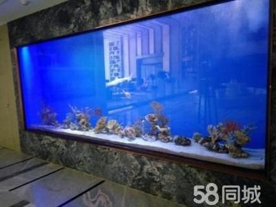海水純魚(yú)缸造景圖案：珊瑚養(yǎng)殖與繁殖技巧珊瑚養(yǎng)殖技巧：海水純魚(yú)缸的造景圖案