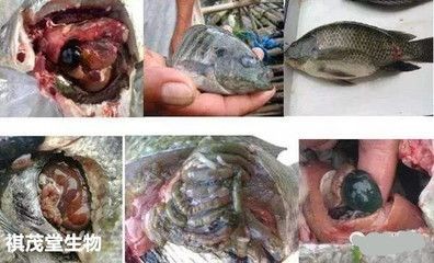 黑桃A魚爛鰓病預防措施：黑桃a魚缸內環境布置技巧黑桃a魚缸內環境布置技巧