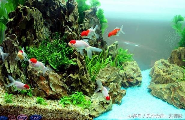 永康市江南春上水族館（永康市江南春上水族館地址）