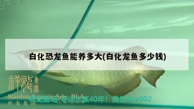 新會區會城澎洋水族店（新會區會城澎洋水族店電話）